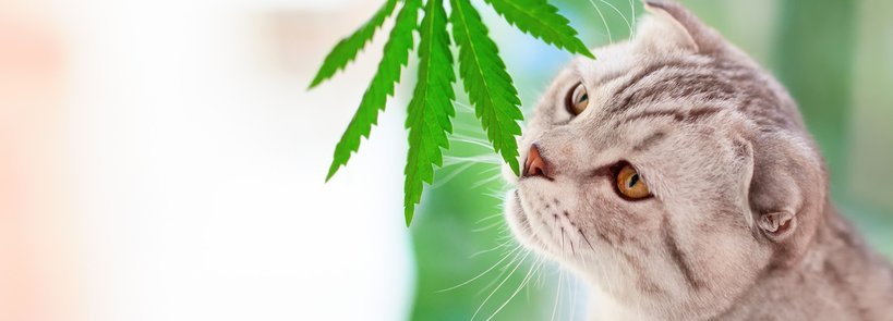 CBD POUR CHIENS ET CHATS ANIMAUX | CBD LOVELY