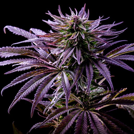 FLEUR DE CBD PARIS - FLEURS CBD VILLIERS SUR MARNE - LIVRAISON FLEURS CBD | CBD LOVELY FRANCE