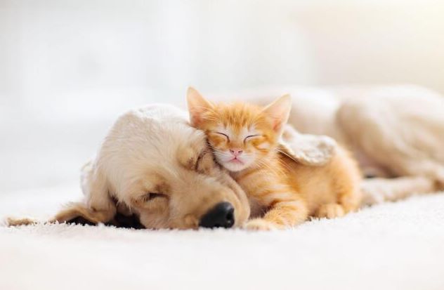 CBD ET ANIMAUX - CBD LOVELY PARIS