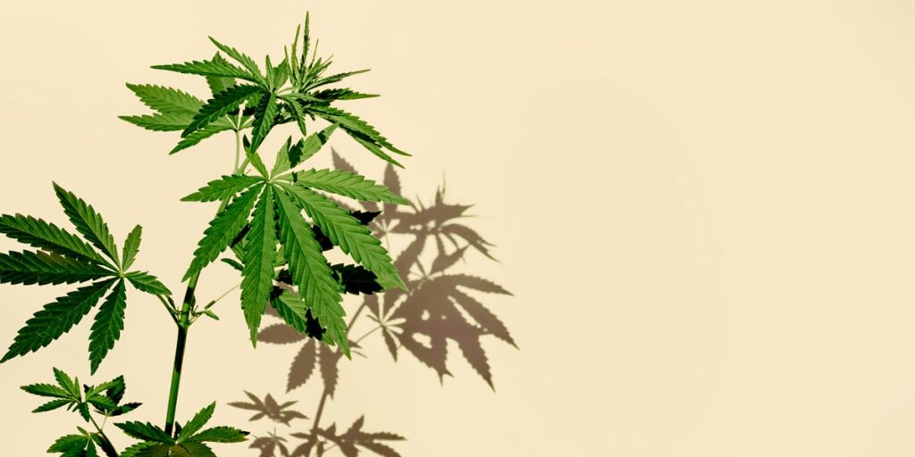 CBD, une molécule naturelle | CBD LOVELY