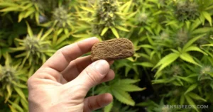 Comment est fabriqué du Hash de CBD