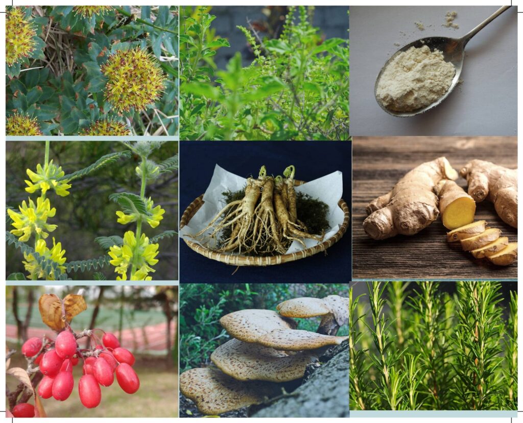 Plantes adaptogènes et CBD | CBD LOVELY Paris