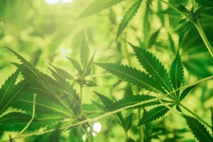 Le chanvre et ses trésors