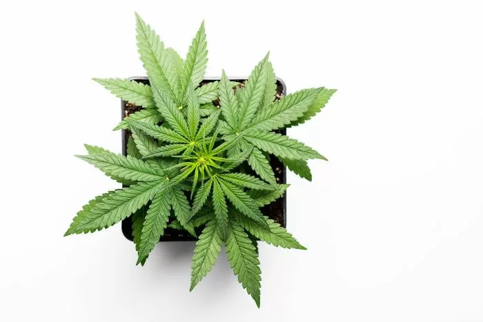 FLEURS CBD PARIS - VAL DE MARNE | CBD LOVELY PARIS