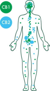 système endocannabinoïde et CBD | CBD LOVELY Paris
