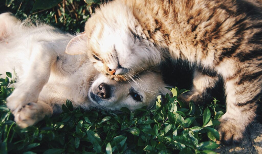 CBD et arthrose du chien