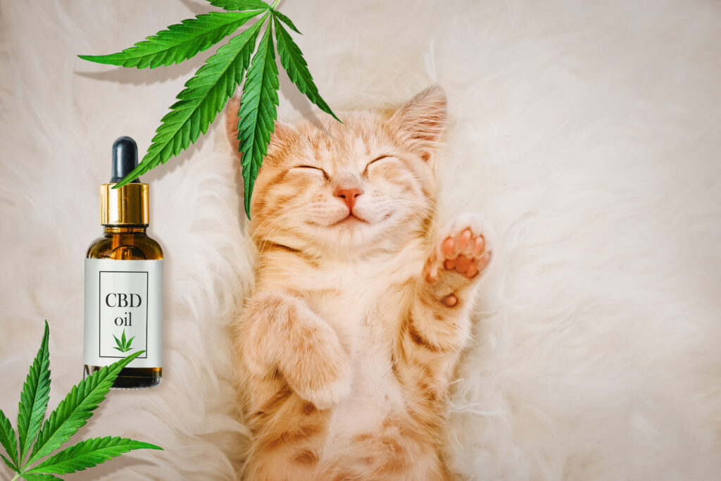 CBD POUR LES CHATS | CBD LOVELY PARIS