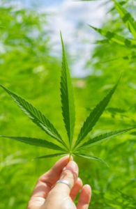 CBD 100% LEGAL A PARIS | CBD LOVELY Paris
