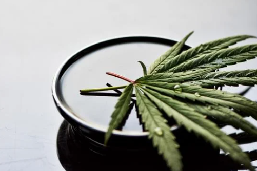 FLEURS CBD | CBD LOVELY PARIS