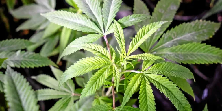 THV N10: LA NOUVELLE STAR DU CBD