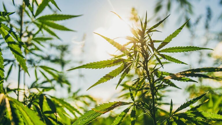 fleurs CBD Puissantes | CBD LOVELY Paris