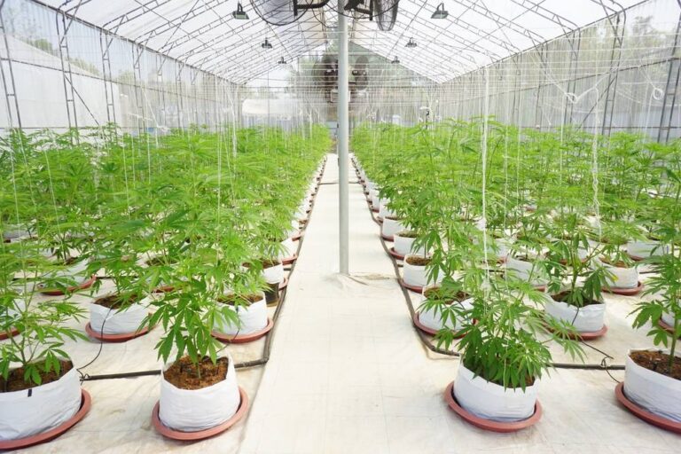 Fleur CBD Greenhouse | CBD LOVELY Paris