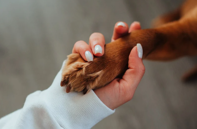 Arthrose du chien | CBD LOVELY Paris