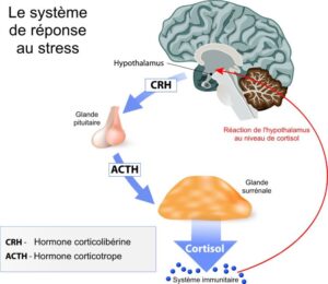 réponse au stress par l'organisme | CBD LOVELY