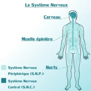 SYMPTOME DE SPASMOPHILIE