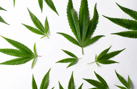 Comprendre le CBD : Origines, Bases et Interactions avec notre Corps | CBD LOVELY