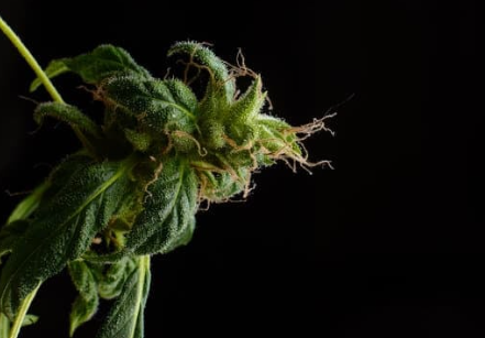 Les différentes variétés de leur Fleur CBD et leurs profils de terpènes uniques | CBD LOVELY