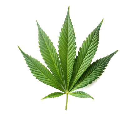 Comment choisir la meilleure variété de fleur CBD pour une relaxation optimale | CBD LOVELY