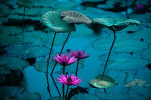 gestion du stress par la méditation | CBD LOVELY