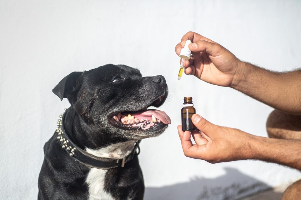 Huile de CBD pour le stress des animaux domestique