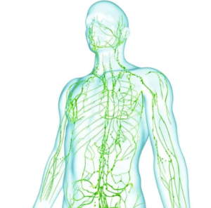 le rôle du système endocannabinoïde dans la régulation du stress | CBD LOVELY