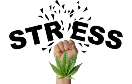 Le CBD : Un allié naturel contre le stress pour les humains et leurs compagnons à quatre pattes