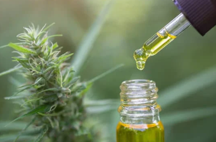 Fleur CBD vs Huile CBD : Quelles Différences et Avantages ? CBD LOVELY