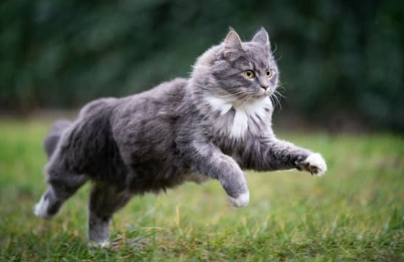 Comment le CBD Peut Aider Votre Chat Âgé Souffrant d'Arthrose