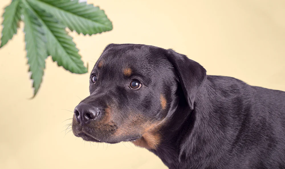 cbd pour animaux - tout savoir | CBD LOVELY