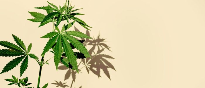CBD, une molécule naturelle | CBD LOVELY