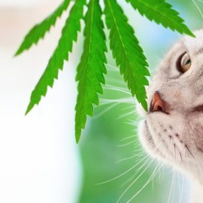 CBD POUR CHIENS ET CHATS ANIMAUX | CBD LOVELY