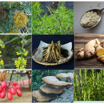 Plantes adaptogènes et CBD | CBD LOVELY Paris