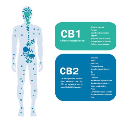 récepteurs et CBD